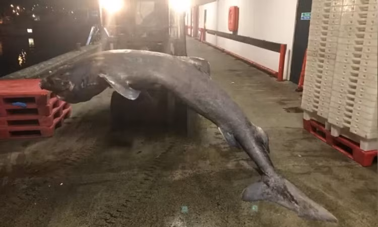 Barnett nhận thấy con cá mập có dấu hiệu nhiễm khuẩn huyết nhưng không rõ tại sao nó không ăn gì và mắc cạn ở vùng nước nông ngoài khơi Cornwall.