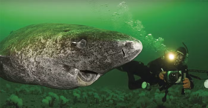 Chúng sẽ tiếp tục phát triển khi ngày càng nhiều tuổi hơn, cá thể trưởng thành dài tới 7,3 m, theo Đài quan sát cá mập St. Lawrence Shark Observatory (ORS).