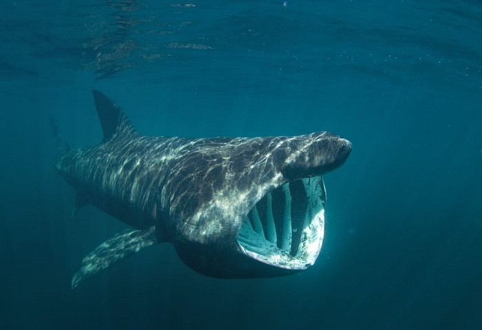 James Barnett, nhà nghiên cứu bệnh học thú y đến từ nhóm Cornwall Marine Pathology Team, tiến hành khám nghiệm xác cá mập cho Chương trình tìm hiểu các vụ mắc cạn của cá voi.