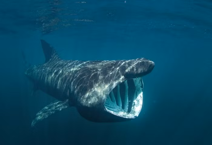 James Barnett, nhà nghiên cứu bệnh học thú y đến từ nhóm Cornwall Marine Pathology Team, tiến hành khám nghiệm xác cá mập cho Chương trình tìm hiểu các vụ mắc cạn của cá voi.
