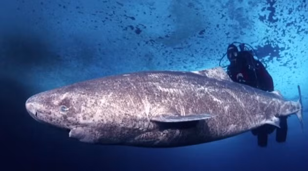 Theo Abby Crosby, cán bộ bảo tồn biển, người quản lý mạng lưới sinh vật biển mắc cạn ở Cornwall Wildlife Trust, đây là một cơ hội quý giá để các nhà khoa học nghiên cứu về loài cá mập Greenland hiếm thấy.