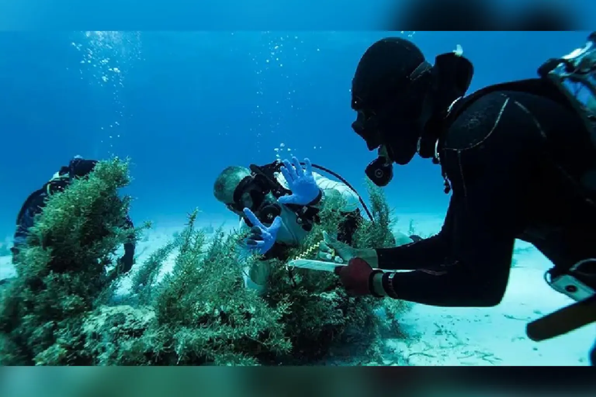 Vì vậy, khi các nhà khảo cổ tiến hành chuyến thám hiểm xác tàu đắm gần đây, họ không hy vọng tìm thấy thứ gì còn sót lại. Nhưng trái với dự đoán, phát hiện bao gồm những mặt dây chuyền nạm đá quý và sợi xích vàng nằm nguyên vẹn dưới đáy biển suốt hàng trăm năm qua.