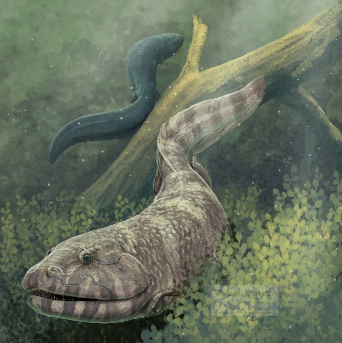 "Crassigyrinus có thể dài khoảng 2 đến 3 mét, khá lớn vào thời điểm đó", tác giả chính của nghiên cứu Laura Porro, một giảng viên về tế bào và sinh học phát triển tại Đại học College London, cho biết. "Nó có lẽ đã có những hành vi giống với cá sấu hiện đại, ẩn nấp dưới mặt nước và sử dụng cú đớp mạnh mẽ của mình để tóm lấy con mồi."