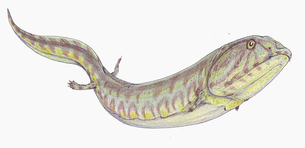 Nghiên cứu trước đây đã chỉ ra rằng C. scoticus là một động vật bốn chân có liên quan đến những sinh vật đầu tiên chuyển từ nước lên cạn. Tuy nhiên, không giống như họ hàng của nó, loài nòng nọc cổ đại này sống dưới nước.