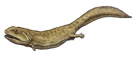 Điều này có thể là do tổ tiên của nó đã từ đất liền trở về nước, hoặc vì chúng chưa bao giờ đặt chân lên đất liền ngay từ đầu. Thay vào đó, nó sống trong đầm lầy than - những vùng đất ngập nước và qua hàng triệu năm sẽ biến thành các kho chứa than - ở vùng đất ngày nay là Scotland và một phần của Bắc Mỹ.