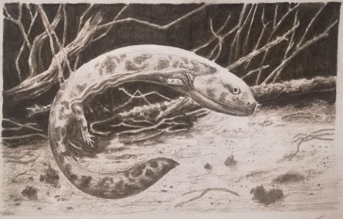 Porro cho biết, có thể có một cơ quan gọi là rostral giúp sinh vật này phát hiện ra điện trường. Ngoài ra, C.scoticus có thể có cơ quan Jacobson, được tìm thấy ở động vật như rắn để giúp phát hiện các hóa chất khác nhau.