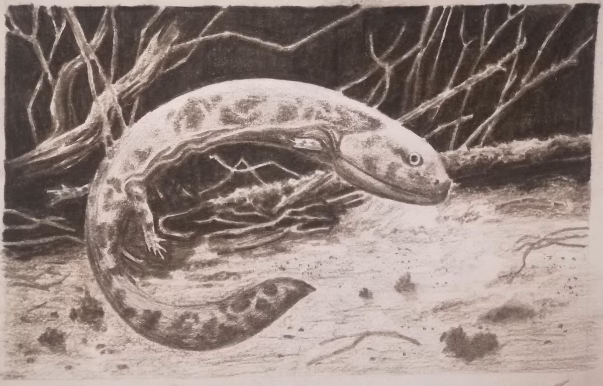 Porro cho biết, có thể có một cơ quan gọi là rostral giúp sinh vật này phát hiện ra điện trường. Ngoài ra, C.scoticus có thể có cơ quan Jacobson, được tìm thấy ở động vật như rắn để giúp phát hiện các hóa chất khác nhau.