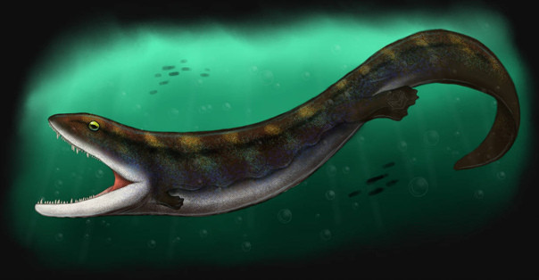 Porro nói: "Khi chúng tôi xác định được tất cả các xương, nó giống như một trò chơi ghép hình 3D. Tôi thường bắt đầu với phần còn lại của hộp não, bởi vì đó sẽ là lõi của hộp sọ, sau đó lắp vòm miệng xung quanh nó". Nhóm hiện có kế hoạch thực hiện các mô phỏng cơ sinh học để kiểm tra ý tưởng của họ về C.scoticus và khả năng của nó.