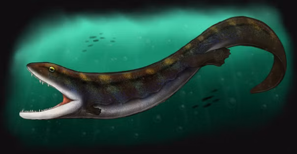 Porro nói: "Khi chúng tôi xác định được tất cả các xương, nó giống như một trò chơi ghép hình 3D. Tôi thường bắt đầu với phần còn lại của hộp não, bởi vì đó sẽ là lõi của hộp sọ, sau đó lắp vòm miệng xung quanh nó". Nhóm hiện có kế hoạch thực hiện các mô phỏng cơ sinh học để kiểm tra ý tưởng của họ về C.scoticus và khả năng của nó.