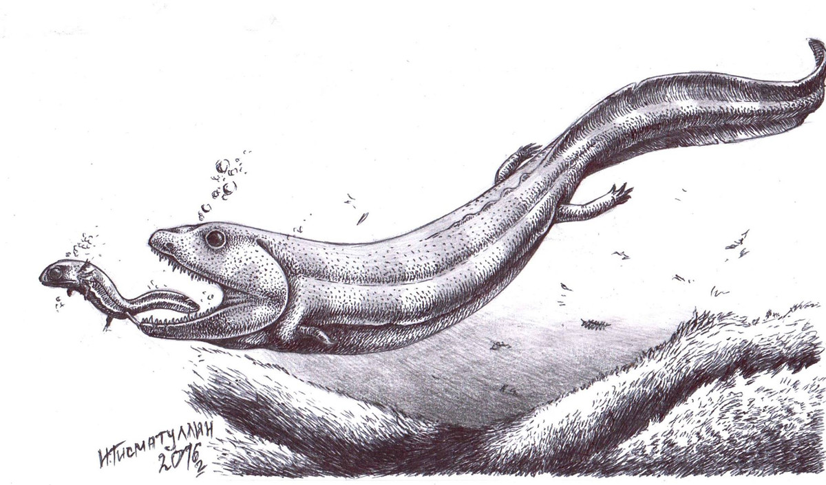 Nghiên cứu mới do các nhà khoa học tại Đại học College London thực hiện cho thấy loài vật này có hàm răng khổng lồ và bộ hàm khỏe. Mặc dù tên của nó có nghĩa là “nòng nọc dày”, nhưng nghiên cứu cho thấy C. scoticus có thân hình tương đối phẳng và các chi rất ngắn, tương tự như cá sấu Mỹ.