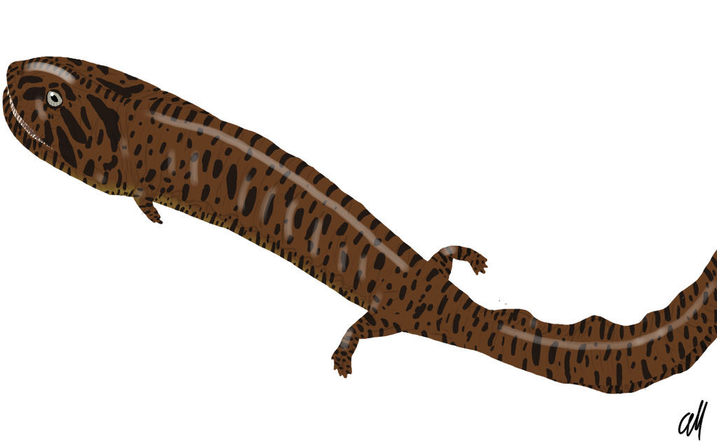 Các nhà khoa học vẫn bối rối trước một khoảng trống gần phía trước mõm của con vật. Theo Porro, khoảng trống có thể chỉ ra rằng C.scoticus có các giác quan khác để giúp nó săn mồi.