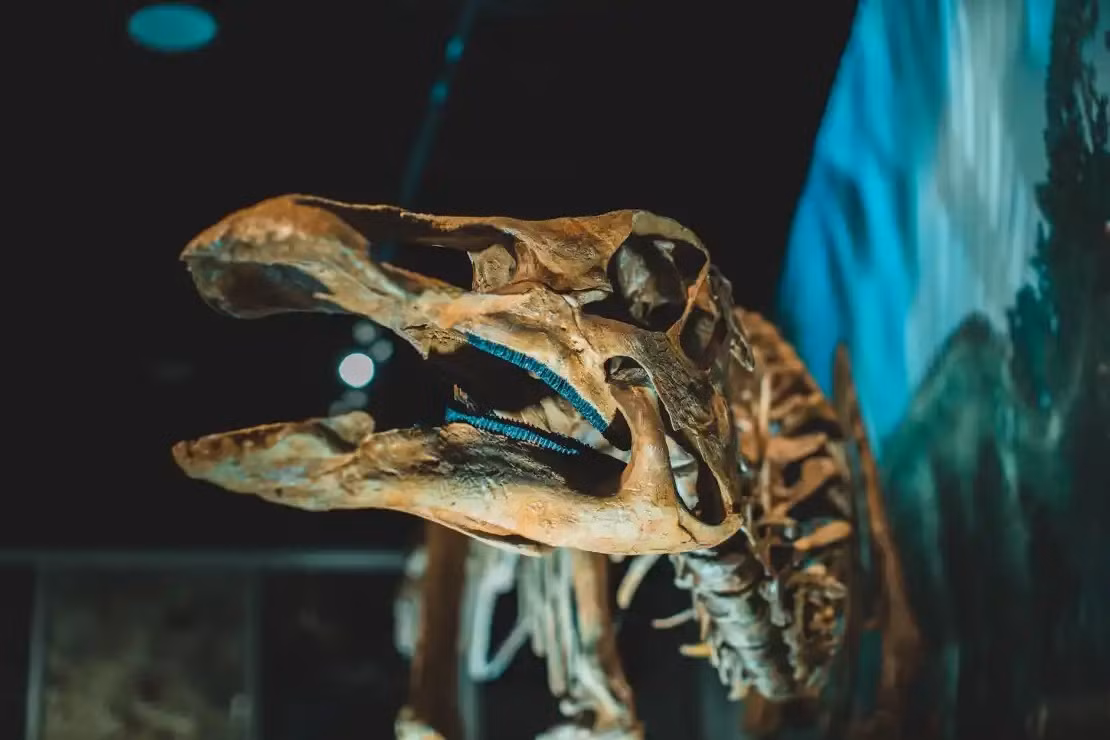 Các nhà khoa học đã biết về Crassigyrinus scoticus trong một thập kỷ. Tuy nhiên tất cả các hóa thạch được biết đến của loài nòng nọc này đều bị nghiền nát nghiêm trọng nên rất khó để tìm hiểu thêm về nó. Giờ đây, những tiến bộ trong chụp cắt lớp vi tính (CT) và hình ảnh 3D đã cho phép các nhà nghiên cứu lần đầu tiên ghép các mảnh lại với nhau bằng kỹ thuật số, tiết lộ thêm chi tiết về loài thú cổ đại.