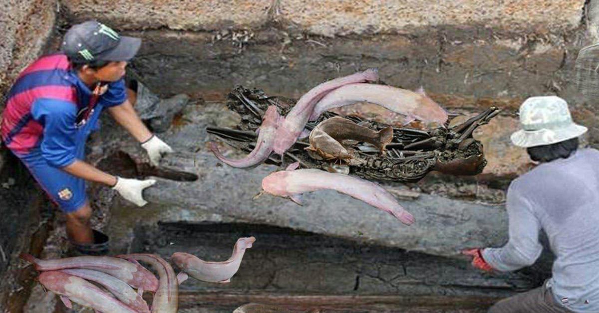 Mọi người hô to "Có thứ gì đó ở bên dưới", máy xúc lập tức được cho dừng hoạt động. Lúc này, bất ngờ, bên trong trôi ra hơn chục con cá trê, không biết chúng đã sống ở trong đó biết bao lâu rồi. Một vài người tò mò bất chấp nước ngập trèo xuống xem xét, chẳng mấy chốc họ đã vớt được một vài bức tượng và đồ dùng bằng gốm.