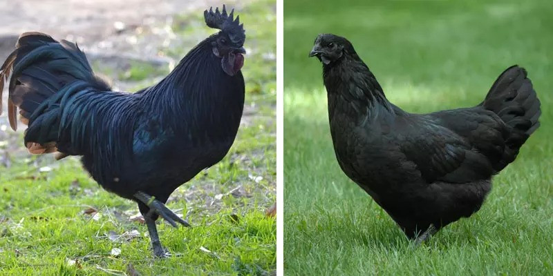 "Gà Silkie, một nguyên liệu trong y học cổ truyền Trung Quốc, đã được sử dụng như một loại bổ dưỡng truyền thống để cải thiện hệ miễn dịch, ngăn ngừa suy nhược cơ thể", theo nhà nghiên cứu Ying-gang Tian. Thịt gà màu đen đã lâu được coi là có ích trong việc kiểm soát tiểu đường, thiếu máu, chu kỳ kinh nguyệt đau đớn và trạng thái trầm cảm sau sinh.