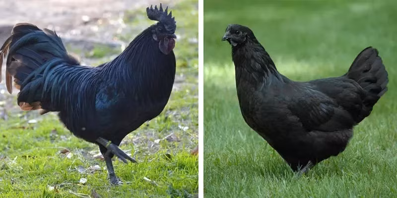 "Gà Silkie, một nguyên liệu trong y học cổ truyền Trung Quốc, đã được sử dụng như một loại bổ dưỡng truyền thống để cải thiện hệ miễn dịch, ngăn ngừa suy nhược cơ thể", theo nhà nghiên cứu Ying-gang Tian. Thịt gà màu đen đã lâu được coi là có ích trong việc kiểm soát tiểu đường, thiếu máu, chu kỳ kinh nguyệt đau đớn và trạng thái trầm cảm sau sinh.