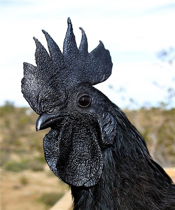 Tian và đồng nghiệp của ông có thể đã tìm ra lý do vì sao thịt gà đen có những tác dụng này. Trên khắp thế giới, người ta sử dụng một peptide có tên là Carnosine như một chất bổ sung dinh dưỡng để tăng cường sức mạnh cơ bắp, duy trì quá trình lão hóa khỏe mạnh và kiểm soát tiểu đường.