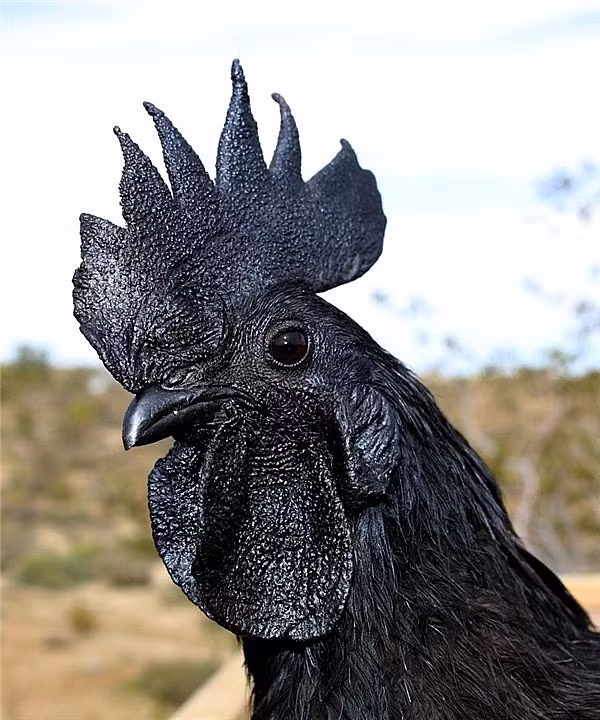 Tian và đồng nghiệp của ông có thể đã tìm ra lý do vì sao thịt gà đen có những tác dụng này. Trên khắp thế giới, người ta sử dụng một peptide có tên là Carnosine như một chất bổ sung dinh dưỡng để tăng cường sức mạnh cơ bắp, duy trì quá trình lão hóa khỏe mạnh và kiểm soát tiểu đường.