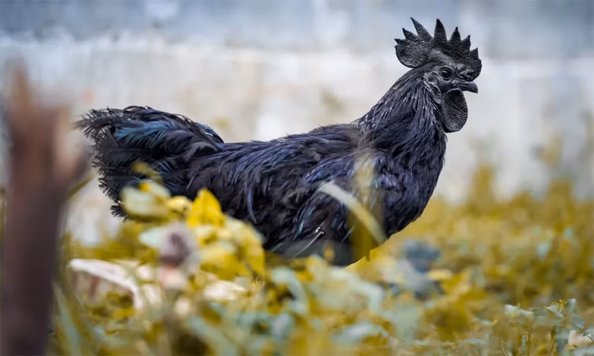 Protein endothelin-3 có vai trò quan trọng trong việc điều chỉnh sắc tố của lông chim, ảnh hưởng đến cách các tế bào melanocyte (tế bào biểu bì tạo hắc tố) phát triển và phân loại trong cơ thể. Màu sắc đậm của mô tạo ra từ melanin, một chất có mặt rộng rãi trong thế giới động vật.