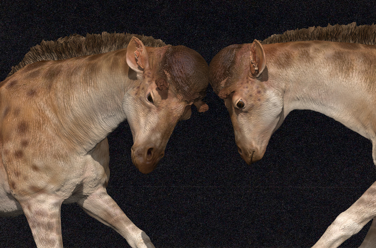 Các nhà nghiên cứu suy đoán rằng những con D. xiezhi đực cũng sử dụng "tấm khiên đầu" để húc nhau khi tranh giành bạn tình.