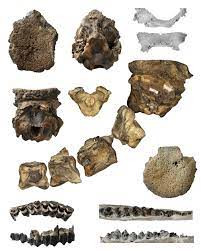 Nhóm nghiên cứu do nhà cổ sinh vật học Jin Meng từ Bảo tàng Lịch sử Tự nhiên Mỹ dẫn đầu đặt tên cho loài mới là Discokeryx xiezhi.