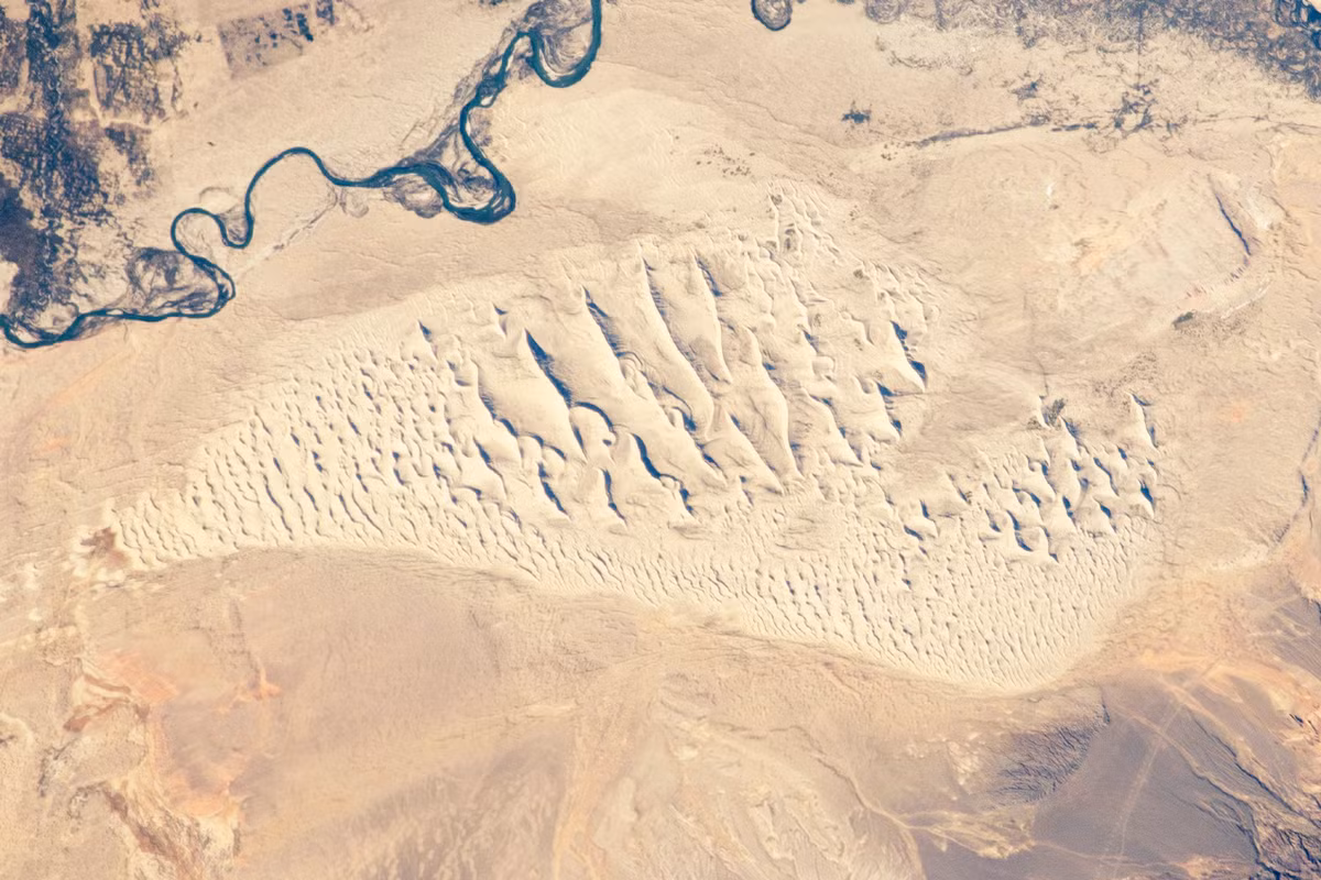 Hóa thạch 16,9 triệu năm tuổi của sinh vật họ hàng hươu cao cổ, bao gồm hộp não hoàn chỉnh (phần hộp sọ chứa não), một số răng và 4 đốt sống đầu tiên của cột sống, được tìm thấy tại lưu vực Junggar, một vùng trũng lớn chứa đầy trầm tích ở khu tự trị Tân Cương.