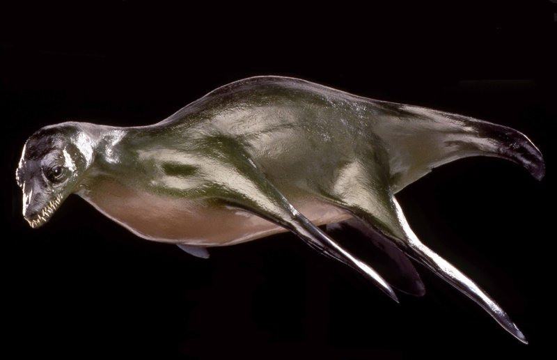 Bằng cách quét laze các hóa thạch, Martill và các đồng nghiệp của ông ước tính chúng thuộc về một loài quái vật biển đáng sợ có kích thước 9,8 - 14,4 m, khiến nó trở thành loài thằn lằn bay lớn nhất từng được phát hiện. Trước đó, một trong những loài thằn lằn bay lớn nhất được biết đến là Kronosaurus, dài từ 10 đến 11 m.