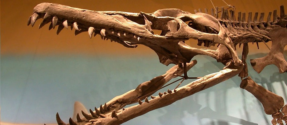 Các hóa thạch đến từ Hệ tầng đất sét Kimmeridge, ban đầu được phát hiện trong quá trình khai quật tại Trang trại Warren ở Oxfordshire. Chúng được khai quật từ một kho cổ vật có niên đại khoảng 152 triệu năm trước vào cuối kỷ Jura.