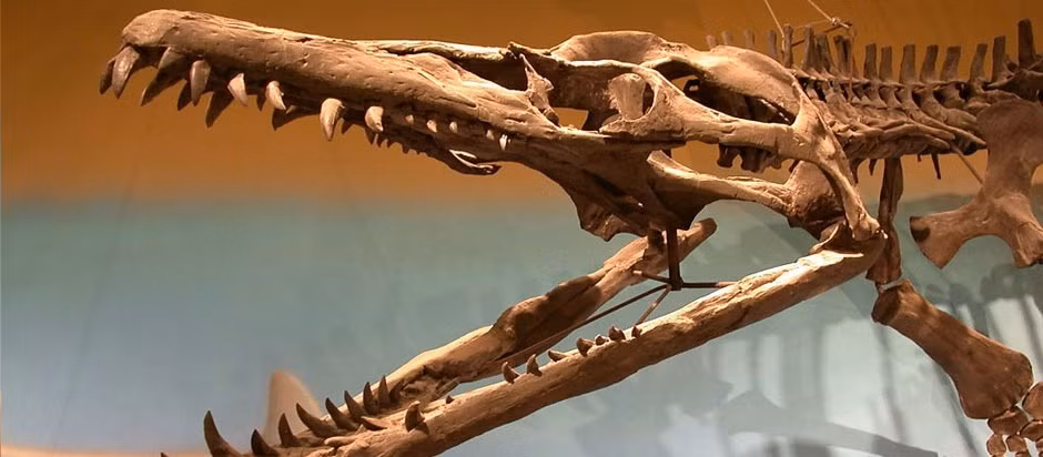 Các hóa thạch đến từ Hệ tầng đất sét Kimmeridge, ban đầu được phát hiện trong quá trình khai quật tại Trang trại Warren ở Oxfordshire. Chúng được khai quật từ một kho cổ vật có niên đại khoảng 152 triệu năm trước vào cuối kỷ Jura.