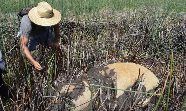 “Tượng Moai này có tiềm năng lớn đối với các nghiên cứu khoa học và tự nhiên. Đây là khám phá thực sự độc đáo vì lần đầu tiên, một Moai được phát hiện bên trong đầm (hồ) trong miệng núi lửa Rano Raraku”, cộng đồng bản địa Ma'u Henua chia sẻ.