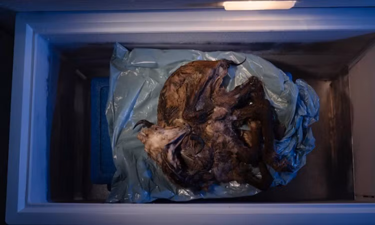 Điều đó khiến Fischer không có thời gian để làm việc tỉ mỉ như một nhà khảo cổ. Sau khi giải phóng sơn dương đông cứng bằng cưa và rìu băng, cô nhấc nó lên và đặt trên một tấm nhựa, quấn thật kĩ và dùng băng keo dán lại.