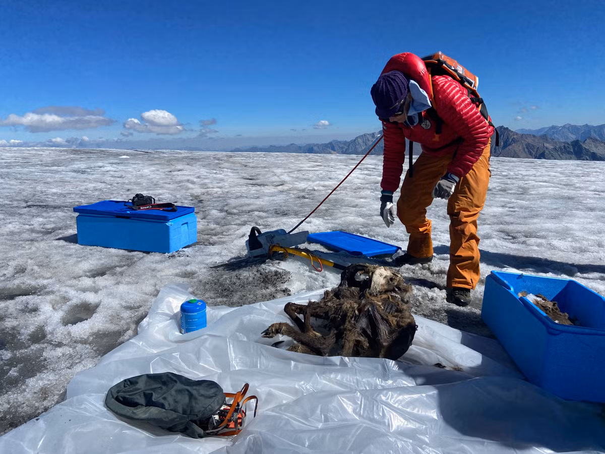 Fischer và cộng sự xác định đây là con sơn dương cái non, cao không quá 2 feet (0,6 m). Họ cho rằng xác ướp sơn dương có niên đại khoảng 500 năm.