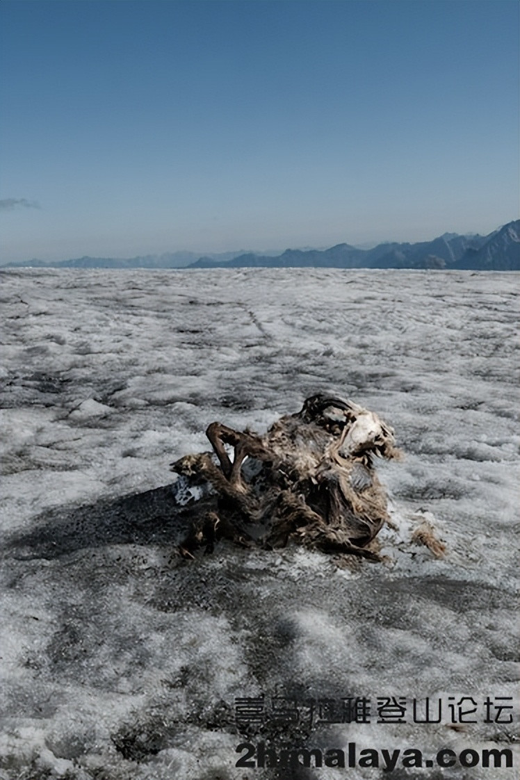 Một đồng nghiệp của Fischer là Martin Stocker-Waldhuber đã trông thấy cặp sừng của linh dương nhô lên khỏi lớp băng đang tan chảy ở độ cao hơn 11.000 feet (3.353 m) trên Gepatschferner, sông băng lớn ở biên giới Italy vào mùa hè năm ngoái, khi đang kiểm tra trạm thời tiết.