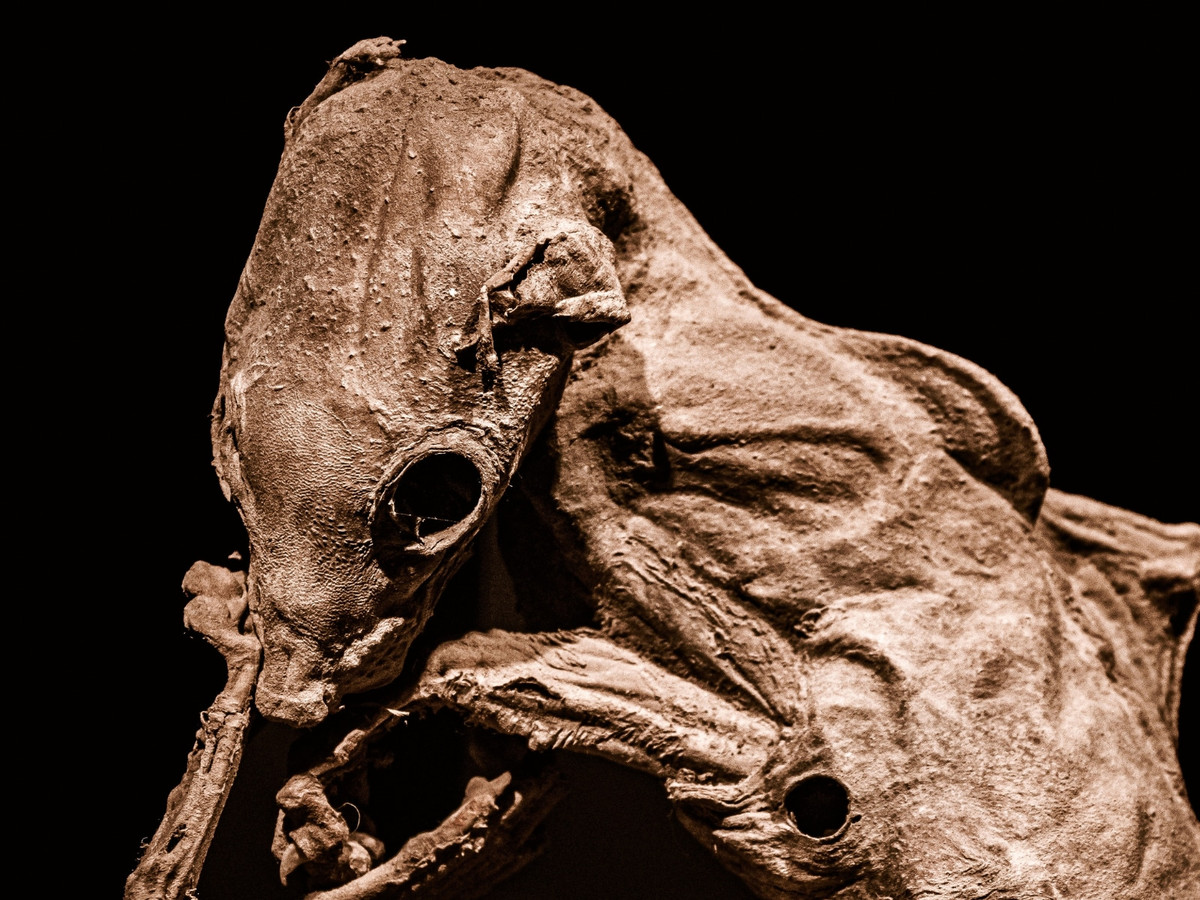 Lớp da đã tuột khỏi đầu con vật, kéo theo một chiếc sừng và để lộ hốc mắt sâu của nó, nhưng phần da ở xương sống và lồng ngực vẫn nguyên vẹn. Những túm lông màu nâu hạt dẻ bao phủ phần chân có móng guốc của sơn dương. Con vật được dự đoán khoảng hai tuổi.