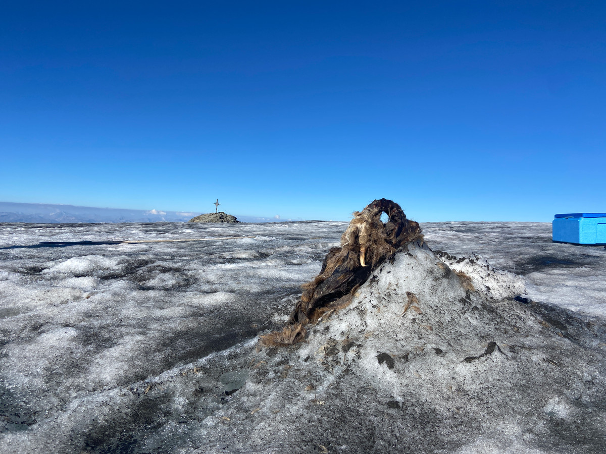 Xác ướp sơn dương non đang được lưu trữ an toàn trong tủ đông - 20 độ C bên ngoài Innsbruck, ở trung tâm nghiên cứu Ferdinandeum, bảo tàng Tyrolean.