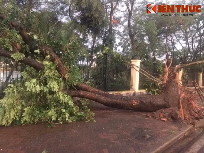 Mua dong khien 6 nguoi thuong vong, hang tram cay gay do o HN