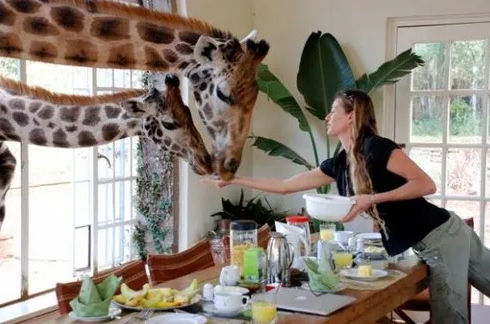 7. Khách sạn hươu cao cổ ở Kenya: Tại khách sạn này, trên mỗi bàn ăn sáng của khách có sẵn thức ăn dành cho động vật. Du khách có thể cho hươu cao cổ ăn qua cửa sổ và cửa ra vào của khách sạn.