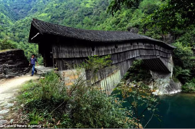 Can canh nhung cay cau go 1.000 nam tuoi o Trung Quoc