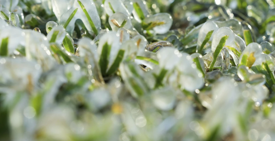 Sương giá xuất hiện ở cửa sổ quán cà phê ở New Orleans. Những ngọn cỏ cứng lại thành những cột băng khi tuyết rơi và nhiệt độ giảm ở Houston, Texas.