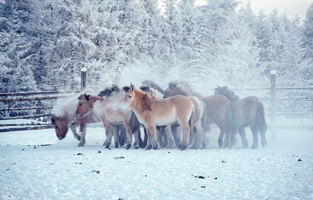 "Chúng tôi có những chú ngựa Yakut độc đáo, là loài bán hoang dã nhưng đã quen với thời tiết nên chỉ cần được cho ăn. Loài bò Yakut cũng có khả năng chịu lạnh tốt. Chúng tự kiếm ăn nhưng bạn phải nhốt chúng trong chuồng vào ban đêm”, cư dân Semen Sivtsev cho hay. Ảnh: Ngựa Yakut ở Oymyakon.