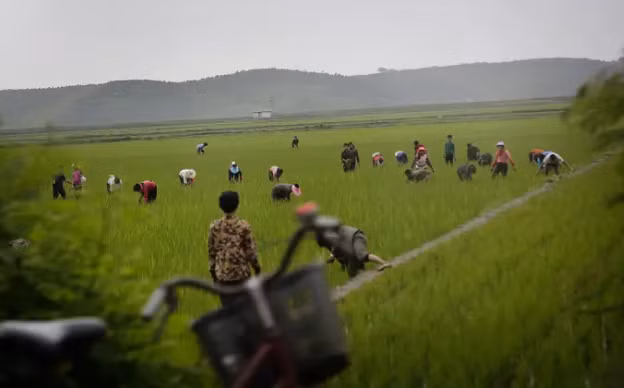 Những người đàn ông và phụ nữ làm việc trên cánh đồng lúa ở tỉnh Kangwon, miền đông Triều Tiên, vào ngày 23/6/2016.