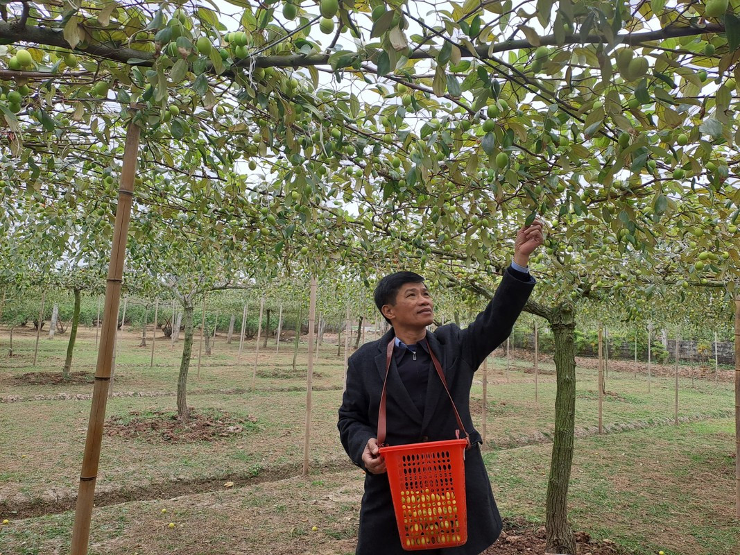 Tran tro phat trien thuong hieu tao muoi Bang La gan voi du lich nong nghiep, nong thon