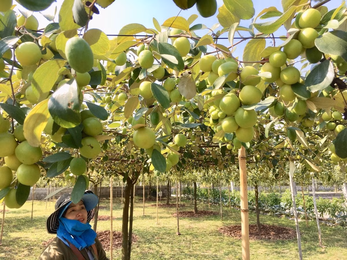 Tran tro phat trien thuong hieu tao muoi Bang La gan voi du lich nong nghiep, nong thon-Hinh-4