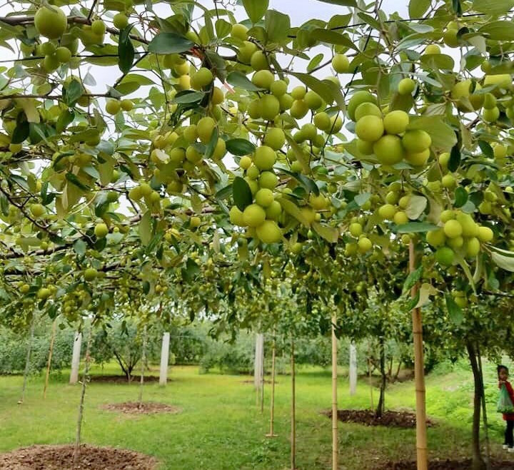 Tran tro phat trien thuong hieu tao muoi Bang La gan voi du lich nong nghiep, nong thon-Hinh-3