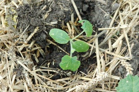 Hình ảnh hạt giống dưa sừng nảy mầm thành cây con.