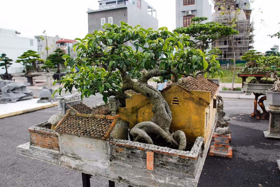 Anh Nguyễn Ngọc Quý cho biết: "Tại thời điểm mới mua tiểu cảnh, cây sanh còn khá nhỏ, nên khi lần đầu tiên anh mang tiểu cảnh dự Festival cây cảnh ở Huế, anh khá lo cây sẽ bị héo". Tuy nhiên, thời điểm hiện tại, cây đã rất đẹp và góp phần tạo khung cảnh nên thơ cho toàn bộ tác phẩm. Ảnh: Lưu Thanh Bình.