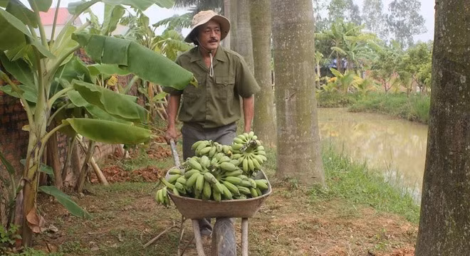 Nghệ sĩ Lê Hồng Giang (Giang Còi) cũng chọn một cuộc sống điền viên với ao cá, vườn cây, chăn nuôi các loại gia súc, gia cầm ở vùng quê. Danh hài sở hữu cơ ngơi rộng lớn 10.000m² tại ngoại thành Hà Nội.