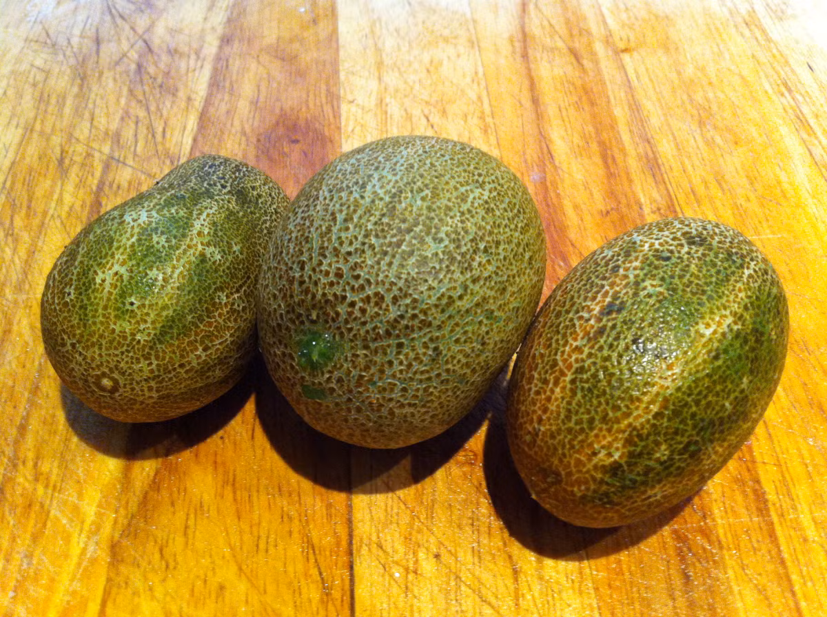 Ngoài ra, giống dưa này thích thích hợp trồng chậu, bồn nhỏ ở nhà đô thị. Dù lượng đất không nhiều nhưng chỉ cần cung cấp đủ nước, đặt cây nơi có ánh sáng tốt, dưa chuột khoai tây sẽ phát triển tốt.