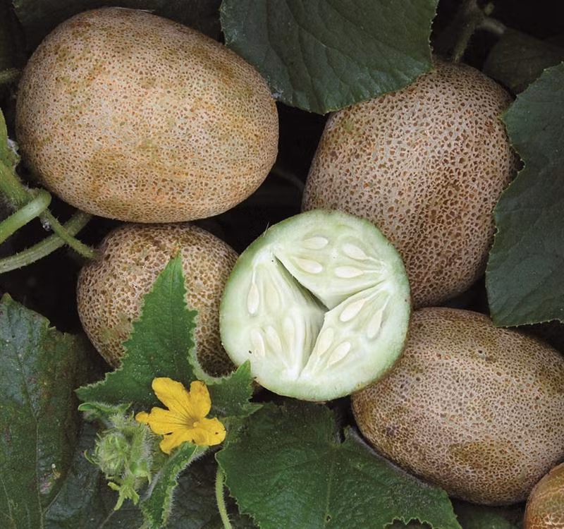 Mặc dù vậy, vị của dưa chuột lạ lùng này vẫn ngọt dịu và mát, có mùi thơm của chanh, hạt và ruột bên trong vẫn giữ nguyên "bản sắc" của dưa chuột.