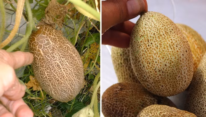 Theo anh Nguyễn Minh Tuấn (chủ cửa hàng hạt giống tại đường Phương Mai, Hà Nội): "Trung bình mỗi cây dưa chuột khoai tây nếu phát triển tốt sẽ cho khoảng 2-3kg quả".