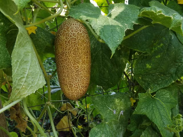 Chia sẻ về hạt giống dưa chuột độc đáo này, chị Thái (chủ shop hạt giống online) cho biết: "Hạt sẽ nẩy mầm sau khoảng 4-7 ngày, ở nhiệt độ 17 - 22 độ C. Cây thuộc dạng thân leo, cao khoảng 30 - 40cm. Hai tháng sau sẽ cho thu hoạch quả".